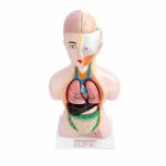 Human Torso Model